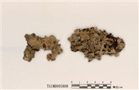 藏品(雞冠裸緣梅衣)的圖片